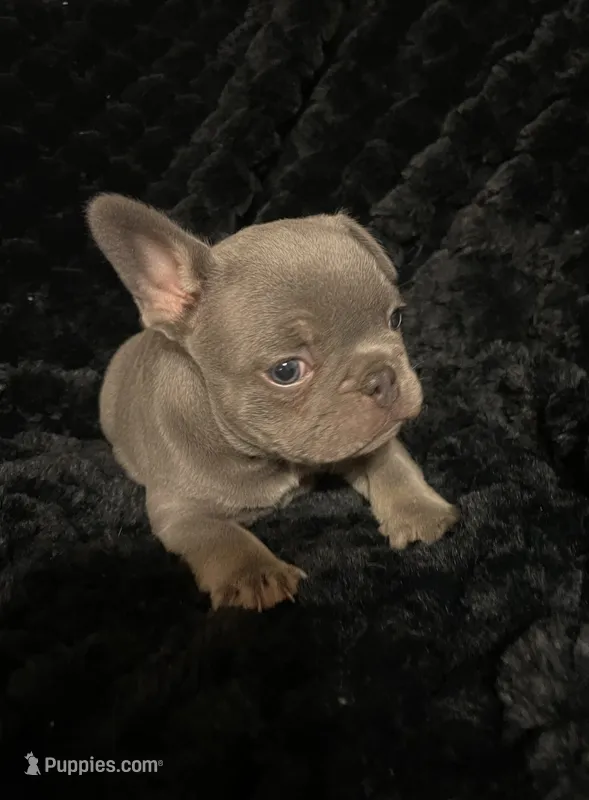 Moe – French Bulldog puppy for sale in Gaylesville, AL
