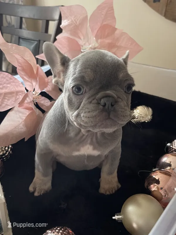 Curly – French Bulldog puppy for sale in Gaylesville, AL