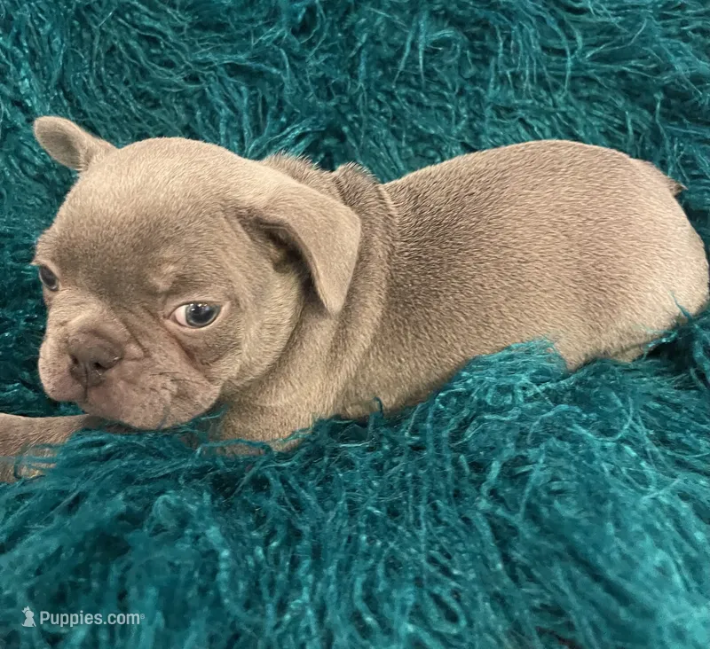 Moe – French Bulldog puppy for sale in Gaylesville, AL