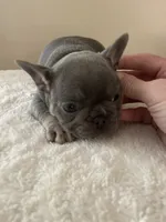Curly, a female French Bulldog for sale in Gaylesville, AL – 7 of 9
