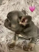 Curly, a female French Bulldog for sale in Gaylesville, AL – 3 of 9