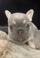Larry, a male French Bulldog for sale in Gaylesville, AL – 4 of 7