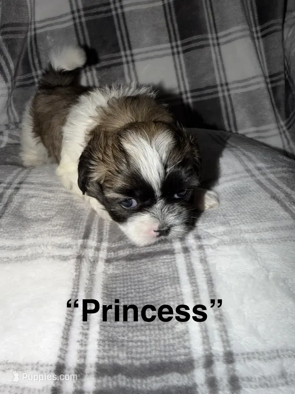 Princess – Shih Tzu puppy for sale in Glendale Heights, IL