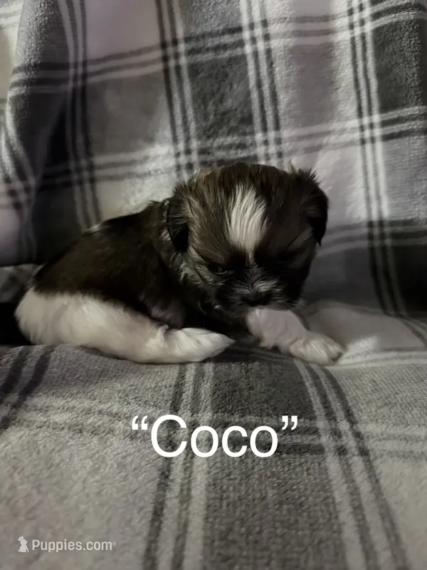 Coco – Shih Tzu puppy for sale in Glendale Heights, IL