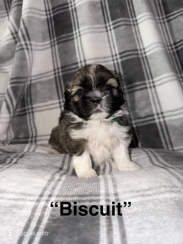 Biscuit – Shih Tzu puppy for sale in Glendale Heights, IL