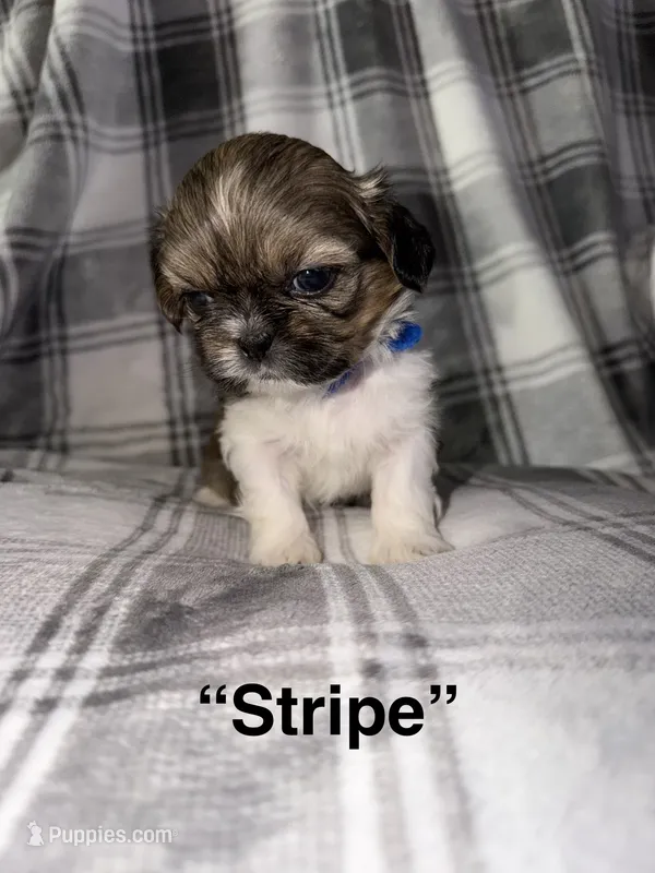 Stripe  – Shih Tzu puppy for sale in Glendale Heights, IL