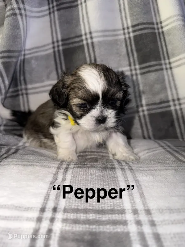 Pepper – Shih Tzu puppy for sale in Glendale Heights, IL