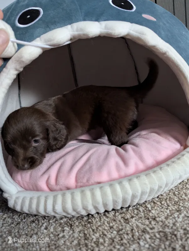 Coco – Miniature Dachshund puppy for sale in Aurora, IN