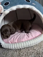 Coco, a female Miniature Dachshund for sale in Aurora, IN – 6 of 8