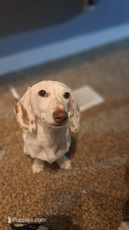 Burrow – Miniature Dachshund puppy for sale in Aurora, IN
