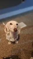 Burrow, a male Miniature Dachshund for sale in Aurora, IN – 1 of 4