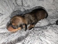 Mable, a female Miniature Dachshund for sale in Aurora, IN – 2 of 2