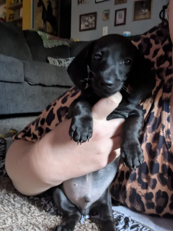 Ace – Miniature Dachshund puppy for sale in Aurora, IN