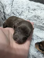 Coco, a female Miniature Dachshund for sale in Aurora, IN – 1 of 3