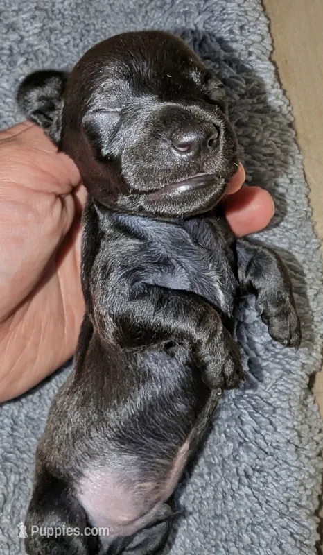 Ace – Miniature Dachshund puppy for sale in Aurora, IN
