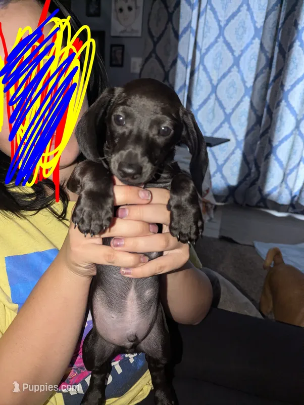 Ace – Miniature Dachshund puppy for sale in Aurora, IN