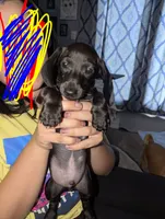 Ace, a male Miniature Dachshund for sale in Aurora, IN – 1 of 5