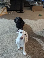 Ace, a male Miniature Dachshund for sale in Aurora, IN – 5 of 5