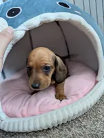Slinky, a male Miniature Dachshund for sale in Aurora, IN – 2 of 7