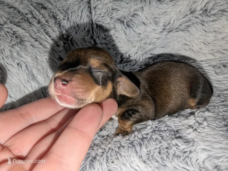 Mable – Miniature Dachshund puppy for sale in Aurora, IN