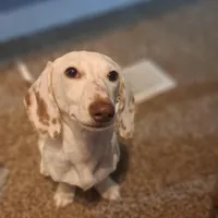 Burrow, a male Miniature Dachshund for sale in Aurora, IN – Photo 2 of 7