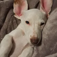 Burrow, a male Miniature Dachshund for sale in Aurora, IN – Photo 4 of 7