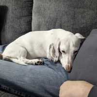 Burrow, a male Miniature Dachshund for sale in Aurora, IN – Photo 3 of 7