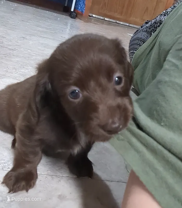 Coco – Miniature Dachshund puppy for sale in Aurora, IN