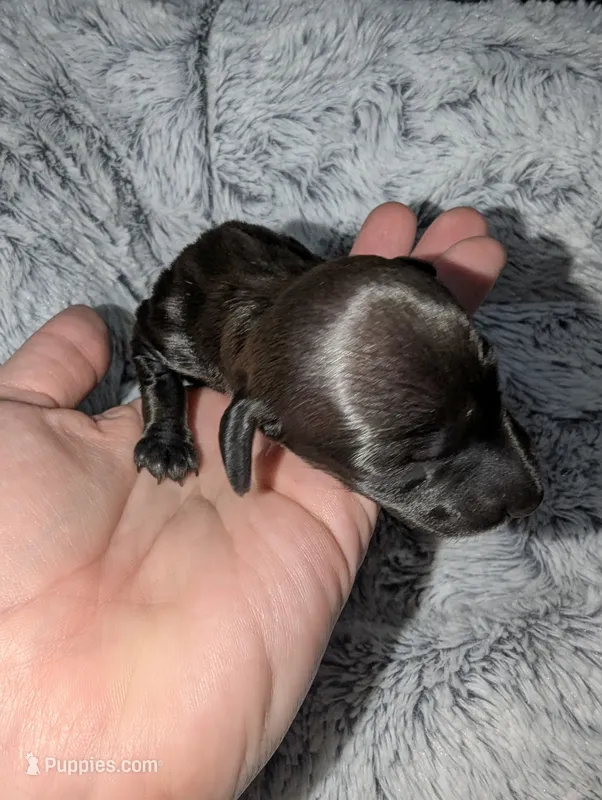 Ace – Miniature Dachshund puppy for sale in Aurora, IN