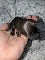 Ace, a male Miniature Dachshund for sale in Aurora, IN – 1 of 2