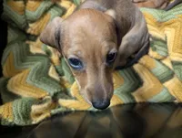 Slinky, a male Miniature Dachshund for sale in Aurora, IN – 3 of 7