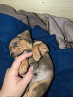 Slinky, a male Miniature Dachshund for sale in Aurora, IN – 4 of 7