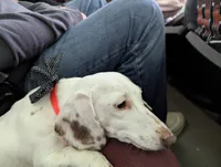 Burrow, a male Miniature Dachshund for sale in Aurora, IN – 2 of 4
