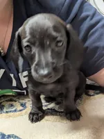 Ace, a male Miniature Dachshund for sale in Aurora, IN – 4 of 5