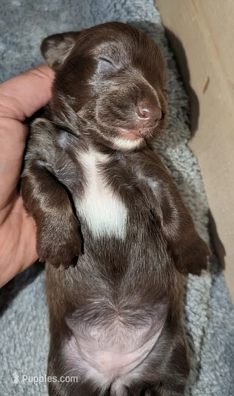 Coco – Miniature Dachshund puppy for sale in Aurora, IN