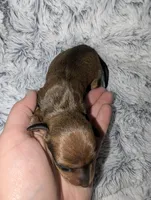 Slinky, a male Miniature Dachshund for sale in Aurora, IN – 2 of 2