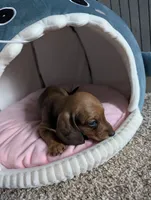 Slinky, a male Miniature Dachshund for sale in Aurora, IN – 6 of 7