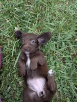Coco, a female Miniature Dachshund for sale in Aurora, IN – 1 of 8