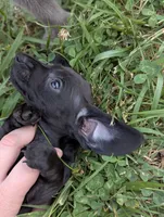 Ace, a male Miniature Dachshund for sale in Aurora, IN – 4 of 5