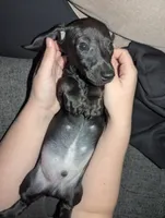 Ace, a male Miniature Dachshund for sale in Aurora, IN – 3 of 5