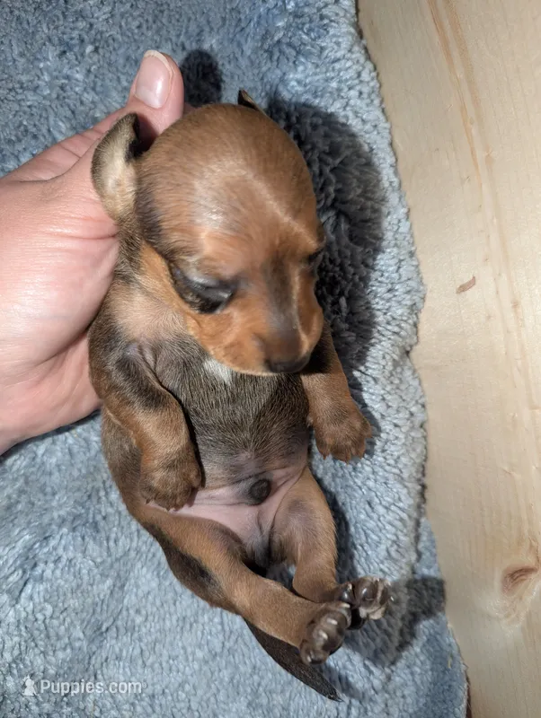 Slinky – Miniature Dachshund puppy for sale in Aurora, IN