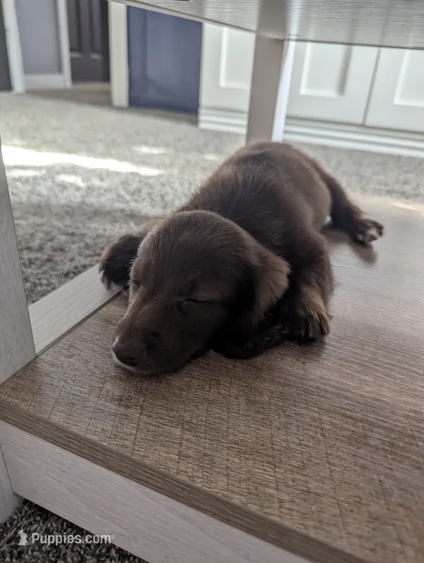 Coco – Miniature Dachshund puppy for sale in Aurora, IN