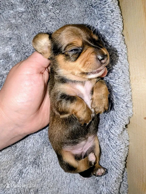 Mable – Miniature Dachshund puppy for sale in Aurora, IN