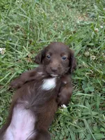Coco, a female Miniature Dachshund for sale in Aurora, IN – 5 of 8