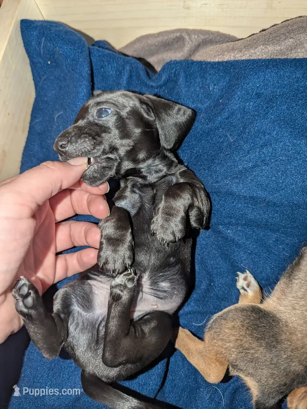 Ace – Miniature Dachshund puppy for sale in Aurora, IN