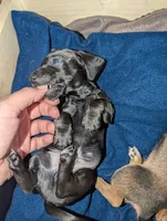 Ace, a male Miniature Dachshund for sale in Aurora, IN – 2 of 5