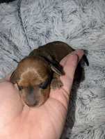 Slinky, a male Miniature Dachshund for sale in Aurora, IN – 1 of 2