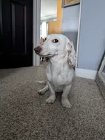 Burrow, a male Miniature Dachshund for sale in Aurora, IN – 4 of 4