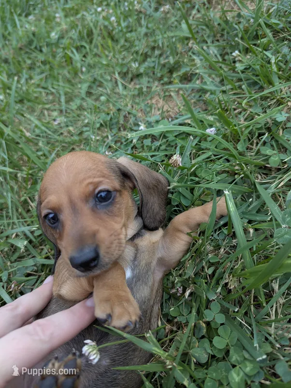 Slinky – Miniature Dachshund puppy for sale in Aurora, IN