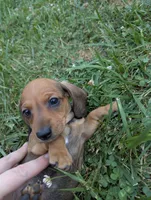 Slinky, a male Miniature Dachshund for sale in Aurora, IN – 5 of 7